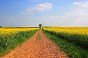 Path through a field representing the path through therapy - counseling for Reproductive Mental Health