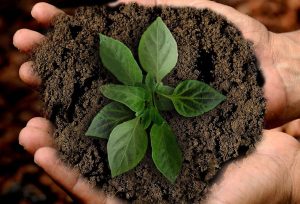 Green sprout symbolizing fertility and growth - online reproductive mental health therapy.