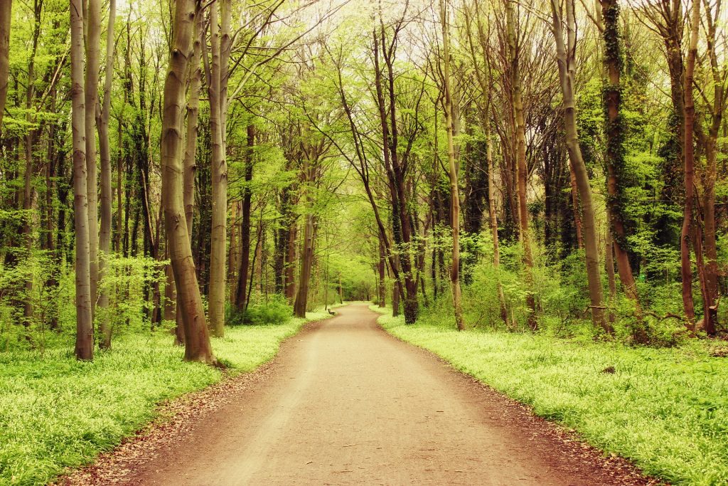 Path through the forest symbolizing the online therapy journey - counseling for reproductive mental health.