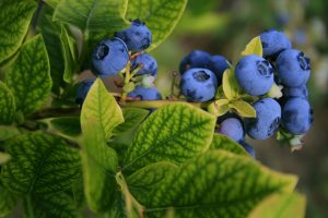 Bowl of fresh blueberries symbolizing nourishment and self-care during pregnancy, postpartum, and recovery